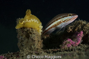 Nudibranch and fish by Chicco Maggioni 